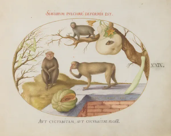 A illustration plate of seveal animals, including a sloth, and some fruit